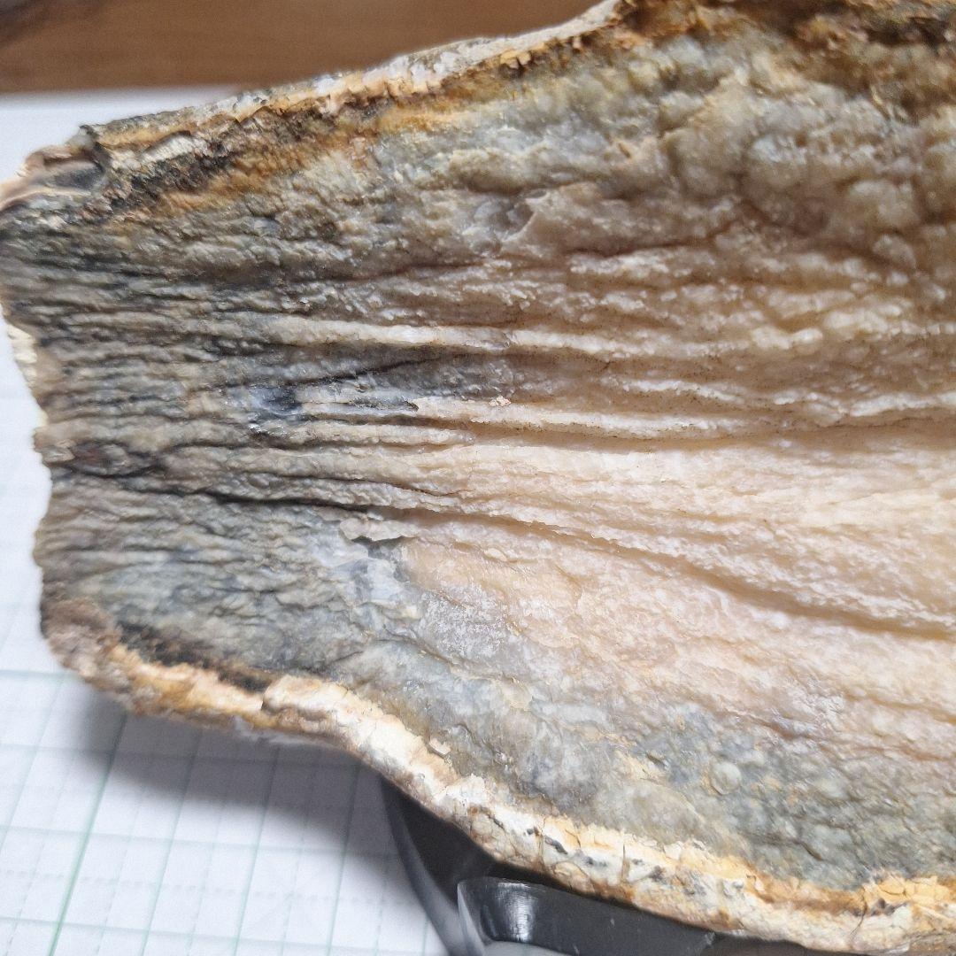 ☆マンモスの臼歯 化石 長いところ約16.5cm/約219.8gになります。