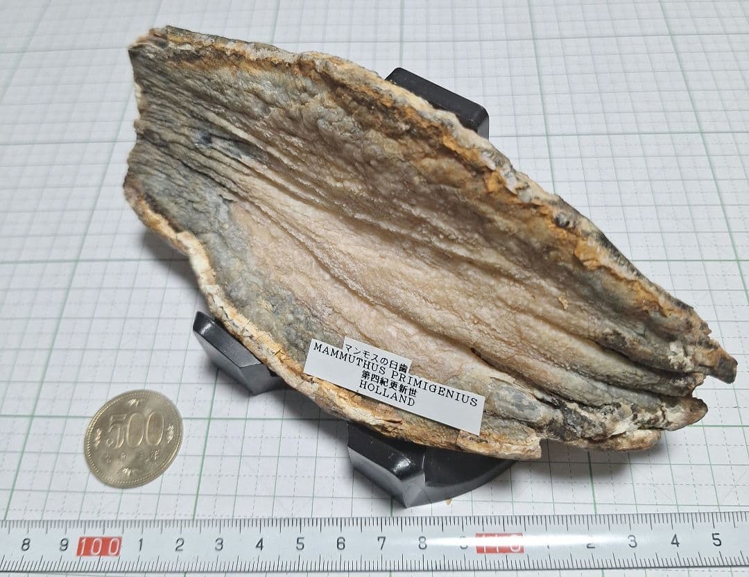 ☆マンモスの臼歯 化石 長いところ約16.5cm/約219.8gになります。