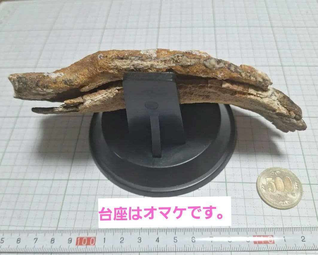 ☆マンモスの臼歯 化石 長いところ約16.5cm/約219.8gになります。