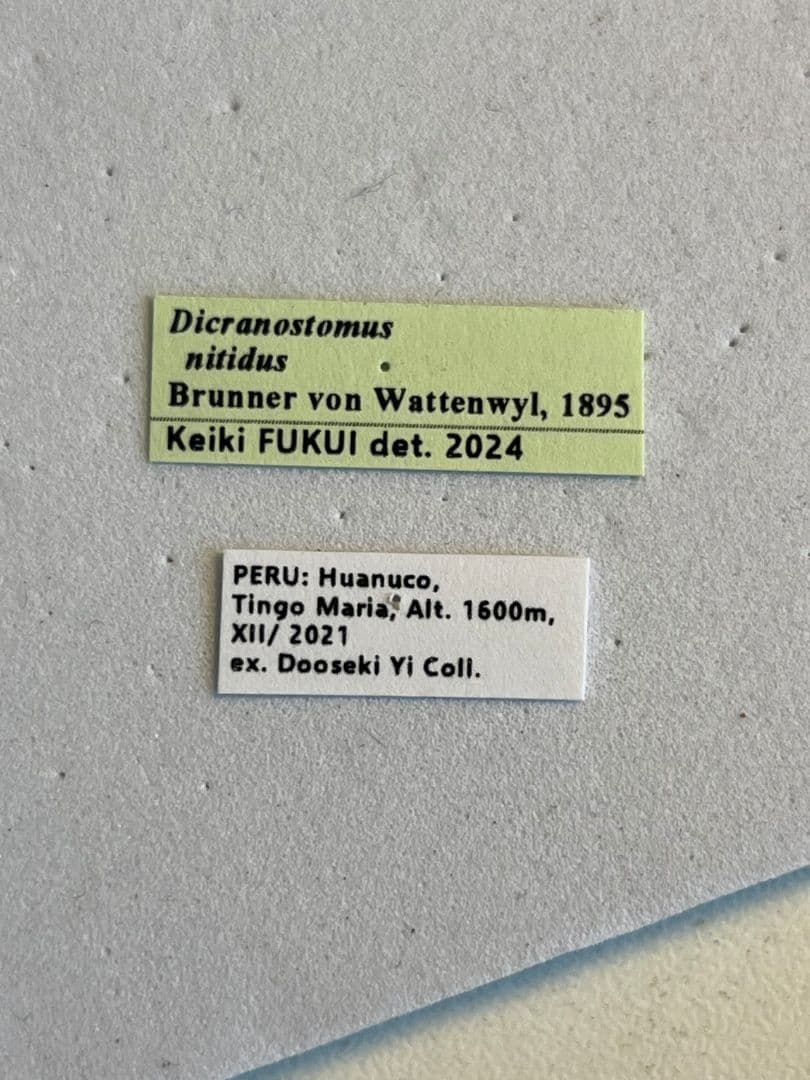 【極美展足】クワガタキリギリス 化け物キリギリス 昆虫標本 ウェタ バッタ