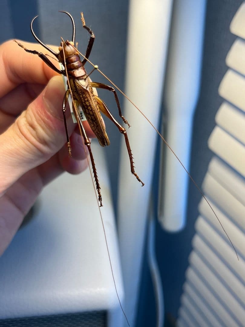 【極美展足】クワガタキリギリス 化け物キリギリス 昆虫標本 ウェタ バッタ