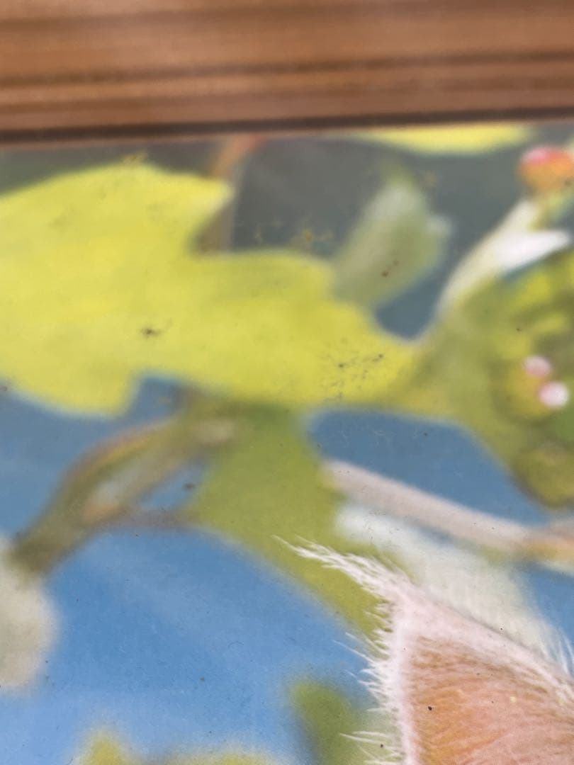 額入り61.0cm 立体壁掛け 仔猫達 （立体画）1154