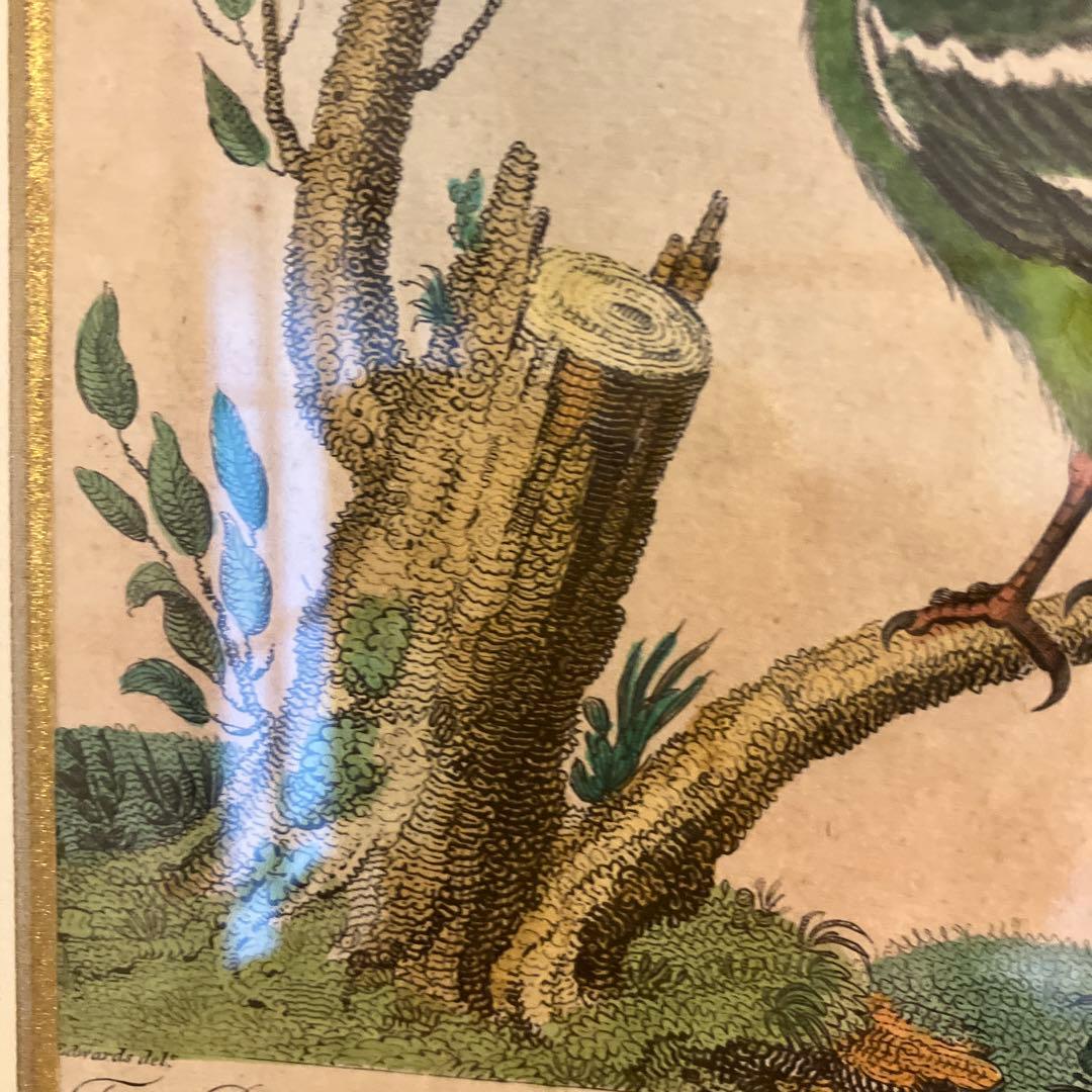 アンティーク銅版画　エキゾチックバード　19世紀初頭