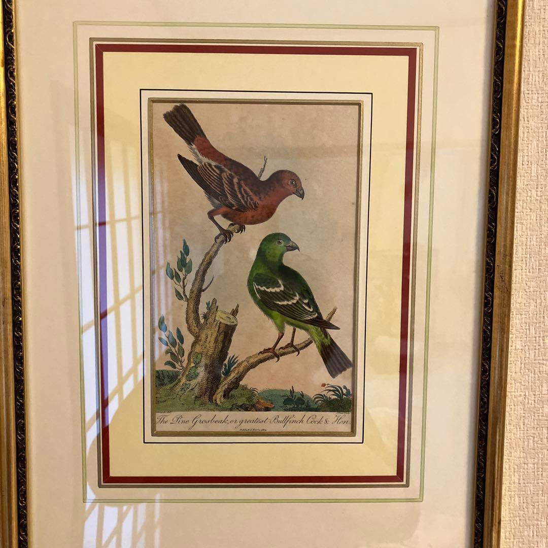 アンティーク銅版画　エキゾチックバード　19世紀初頭