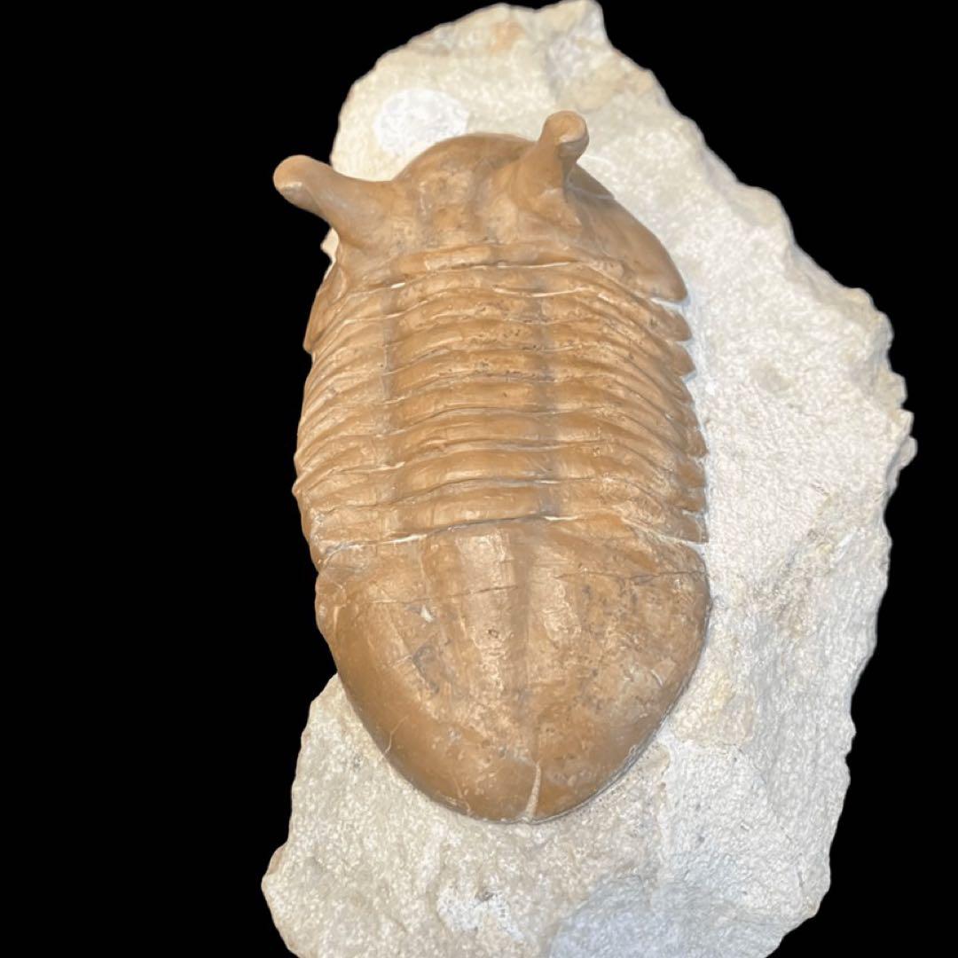 アサフス　三葉虫　化石　ロシア 産