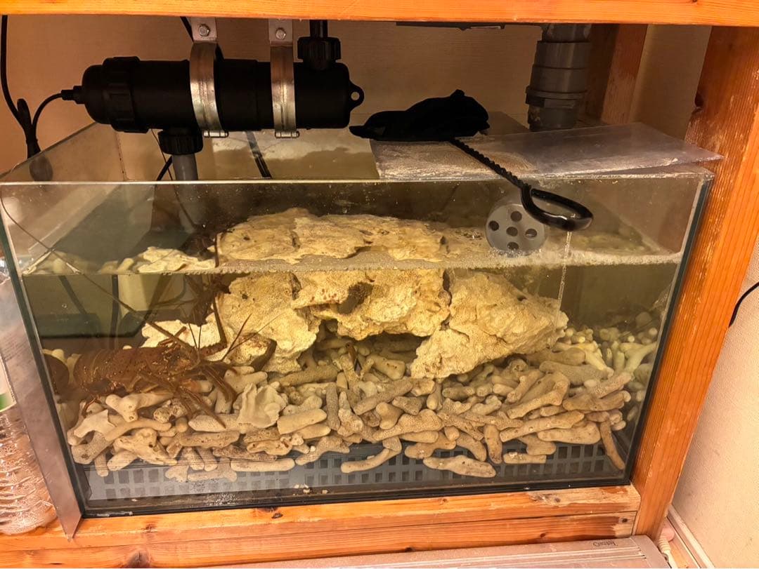 オーバーフロー水槽 kentasugii1001