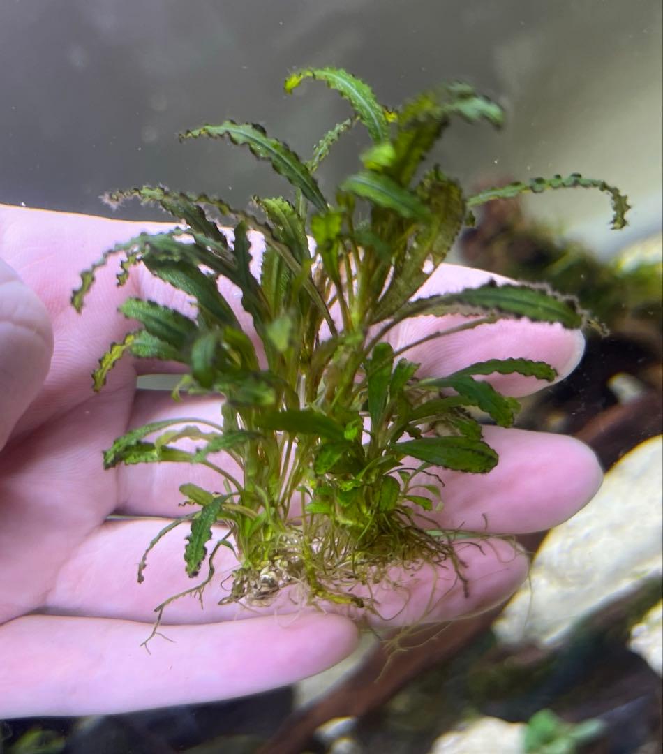 ブセファランドラspキャサリン、レッドベルベット、タイタン