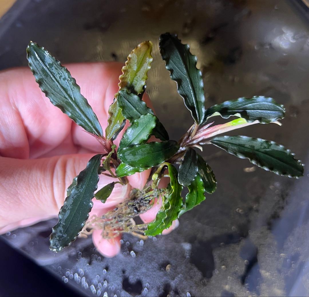 ブセファランドラspキャサリン、レッドベルベット、タイタン