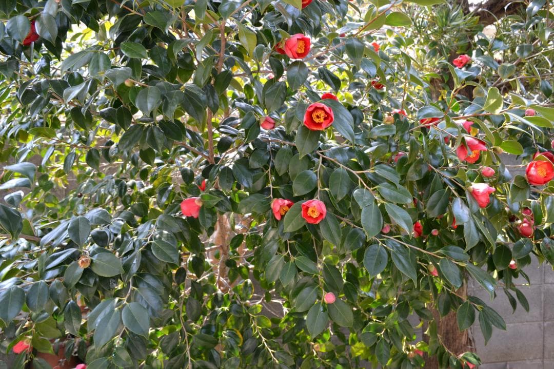 AF-S DX NIKKOR 18-55mm 1:3.5-5.6G VR 美品+