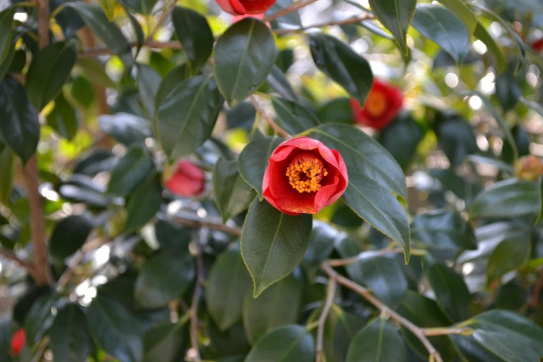 AF-S DX NIKKOR 18-55mm 1:3.5-5.6G VR 美品+