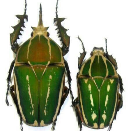 南コンゴ産 ポギーオオツノカナブン f. refino ペア 84mm 58mm