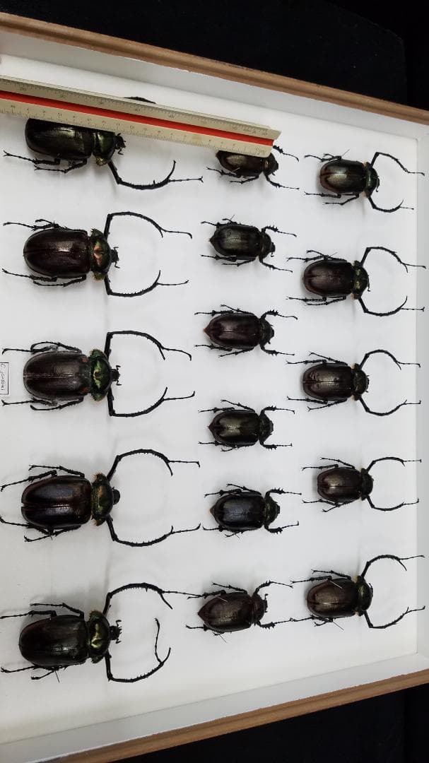 コレクションシリーズヤンソニーテナガ