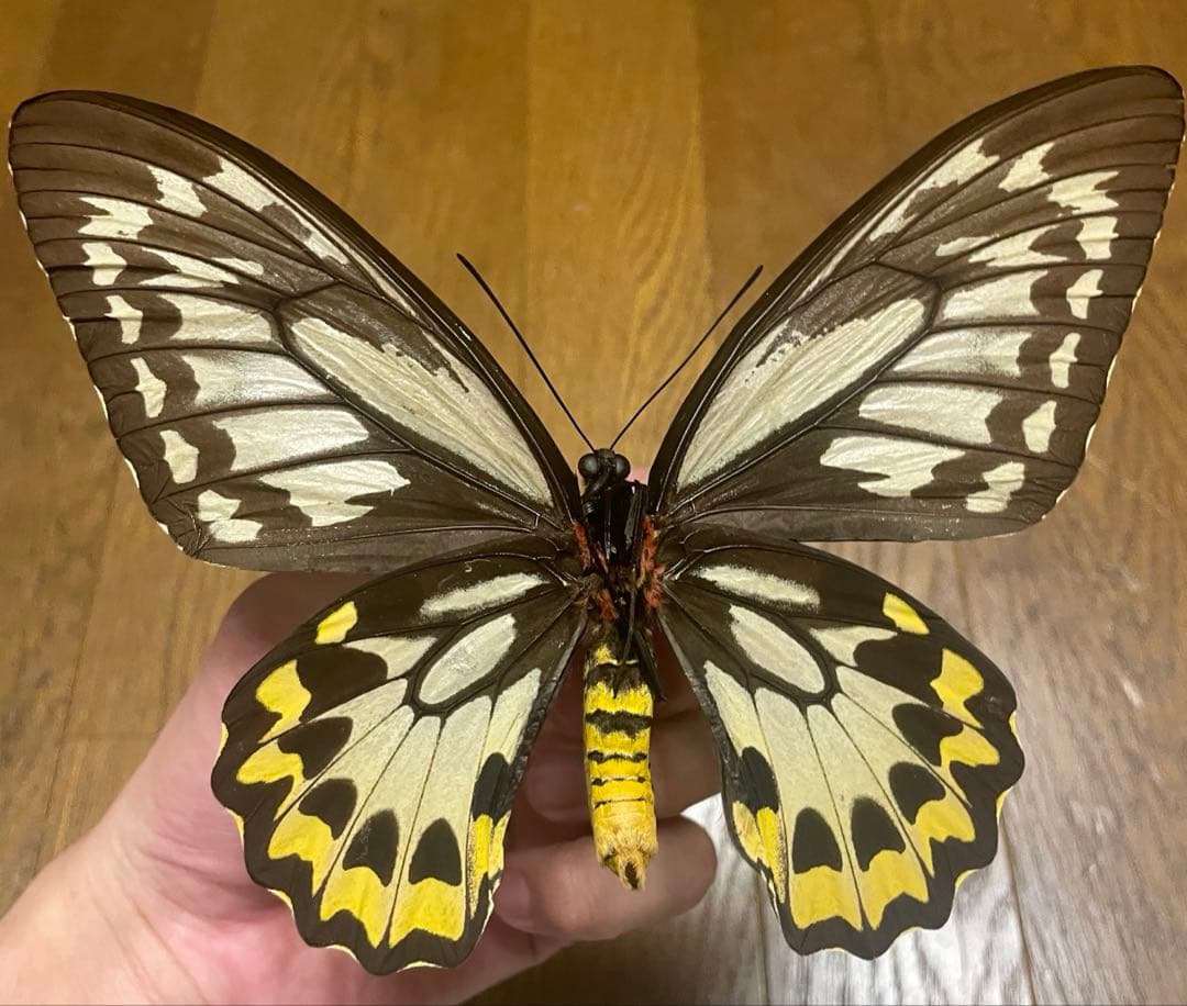 蝶　標本　アカメガネトリバネアゲハ　ペア