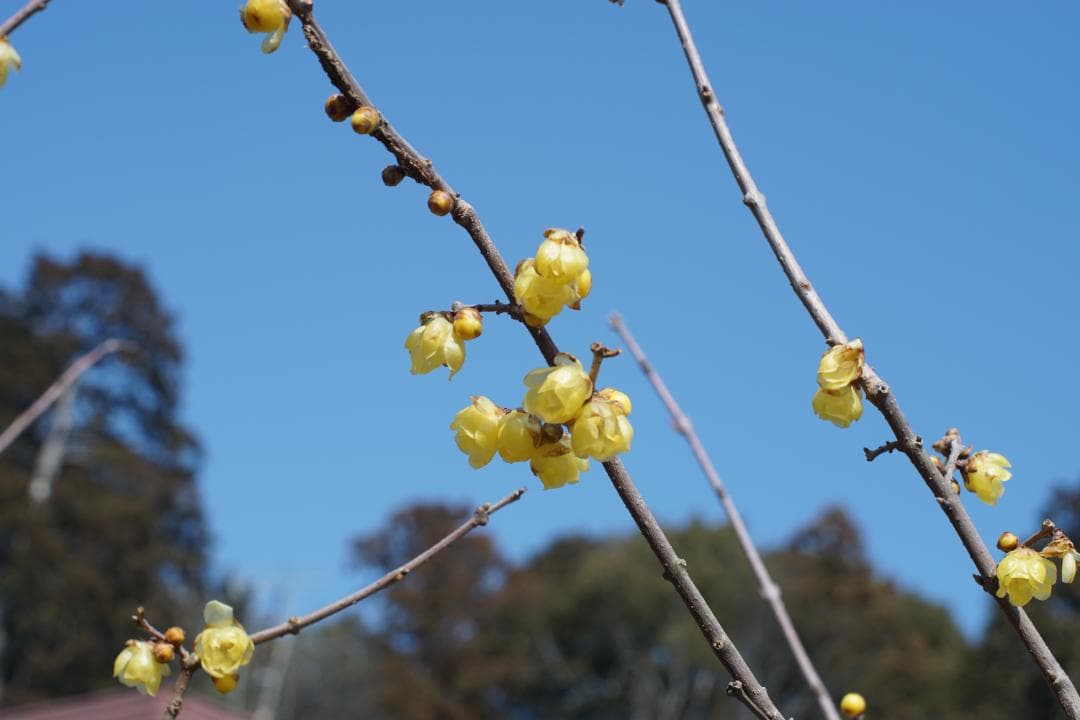 ニコンNikkor-S Auto 50mm F1,4 非Ai old lens