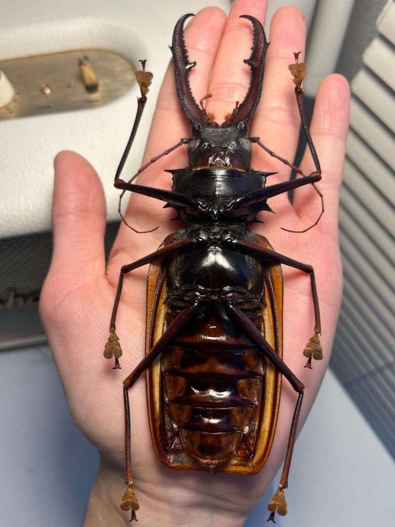 【155mm程】オオキバウスバカミキリ標本 Macrodontia 昆虫標本
