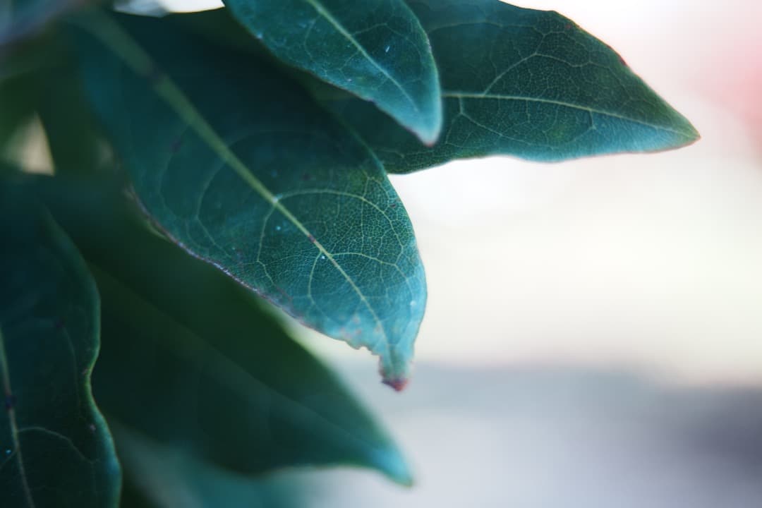 レンズ(ズーム) Carl Zeiss Vario-Sonnar 35-70mm F3.4 MMJ