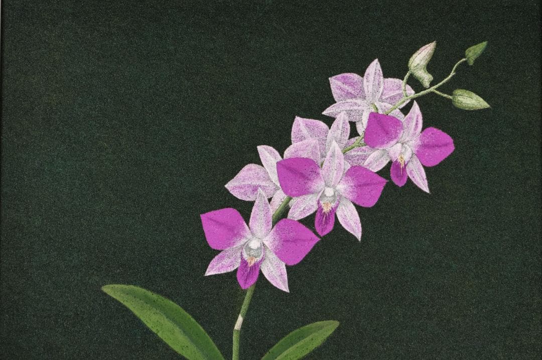 池内璋美 「 蘭花 」　10号　岩彩画　共シール　タトウ　黄袋　BK60