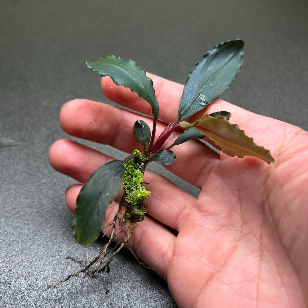 Bucephalandra sp.Deep Purple 【AZ1011-XX】