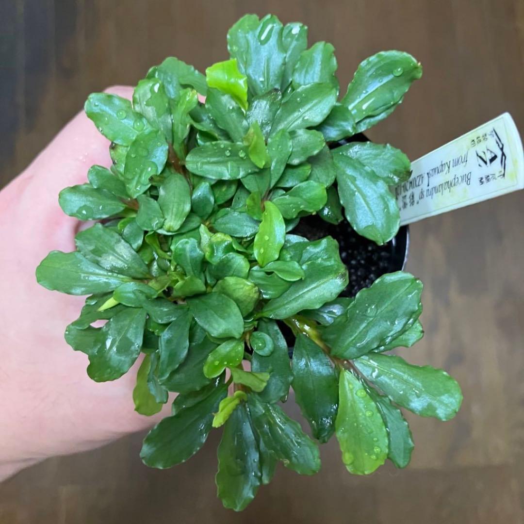 【本物保証】ブセファランドラ sp\