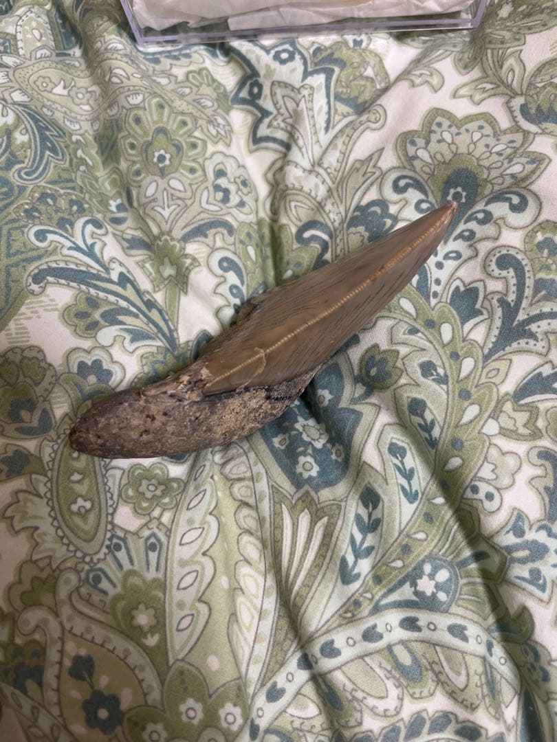 サメの歯の化石150mm