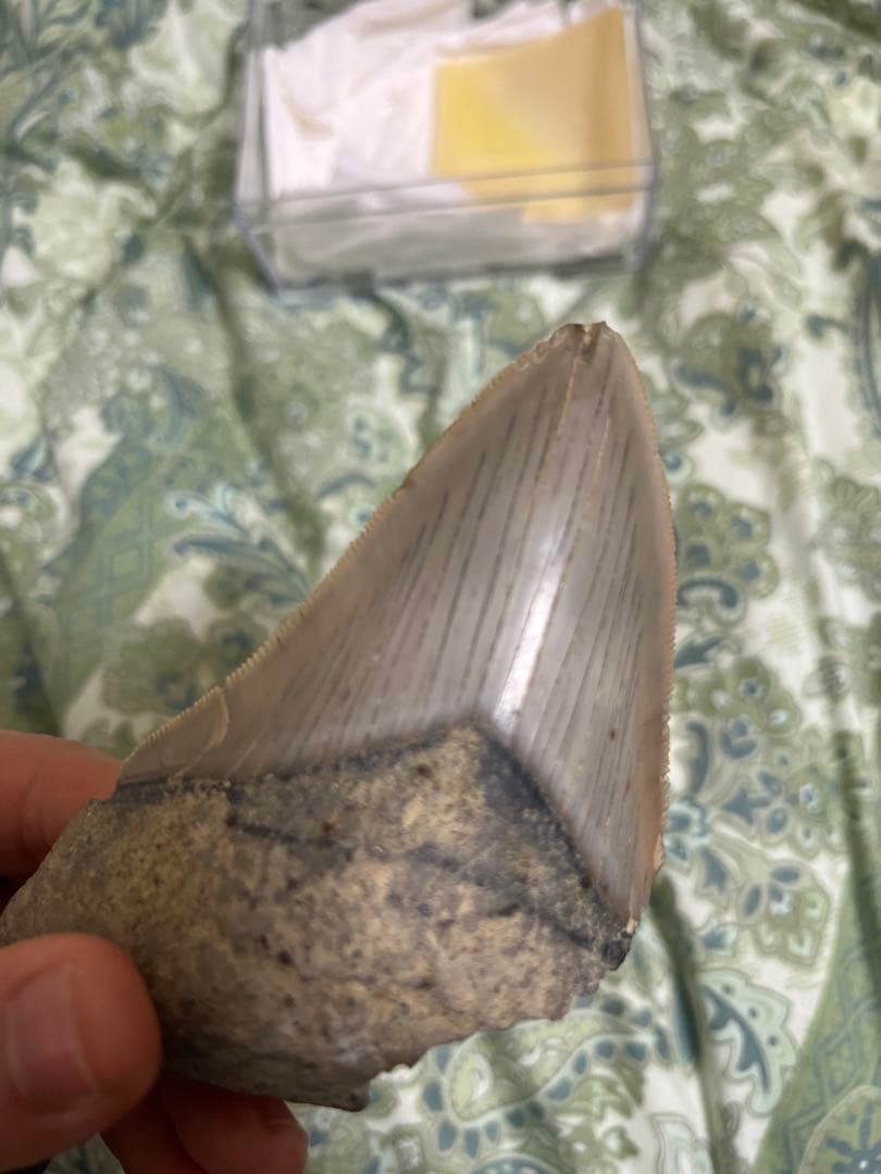 サメの歯の化石150mm