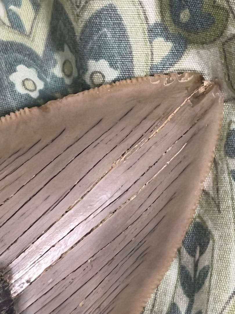 サメの歯の化石150mm