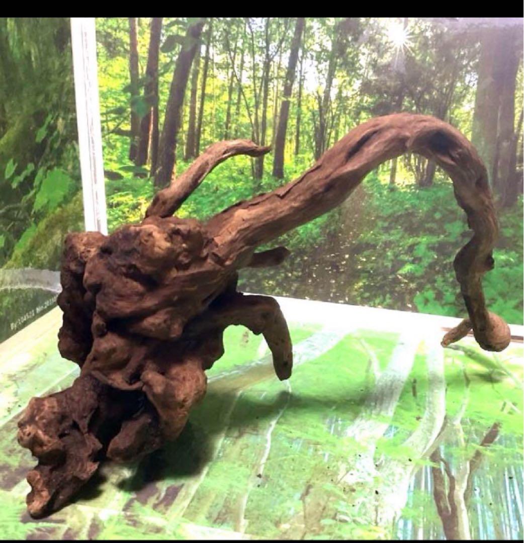 モスキート4点 天然水槽用流木