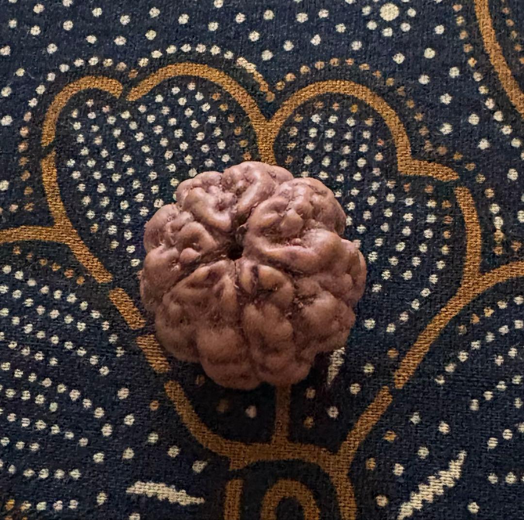 ねこりん　ルドラクシャマーラー　オール2ムキ