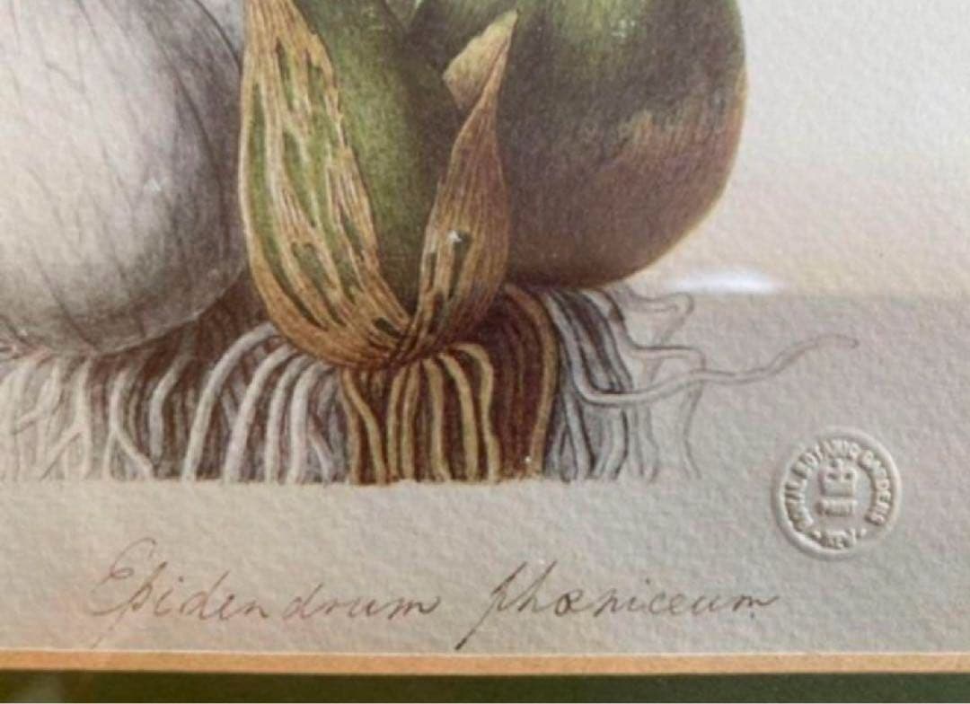 英国　Kew Garden オーキッドのスケッチのプリント木製フレ入り付き