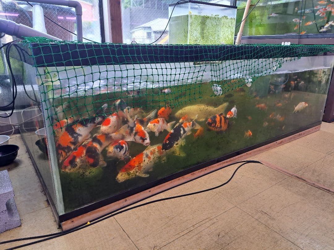 引取限定　大型中古アクリル水槽