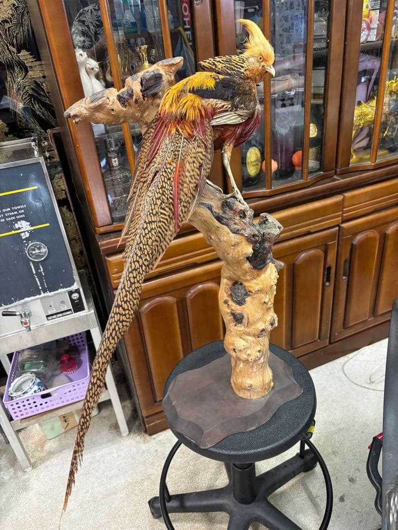 キジの 剥製 木製 の台座 鳥の置物 高さ約７１cm 大特価激安