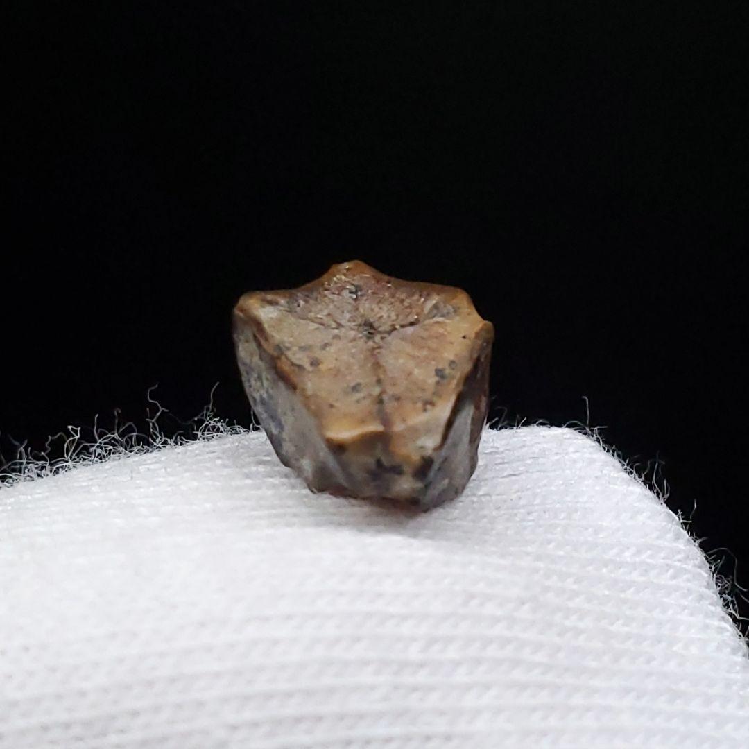 希少 ブラキロフォサウルス 化石 歯 恐竜 モンタナ州産 9.28mm fr84