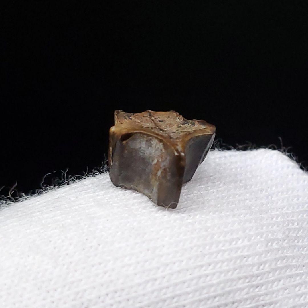 希少 ブラキロフォサウルス 化石 歯 恐竜 モンタナ州産 9.28mm fr84