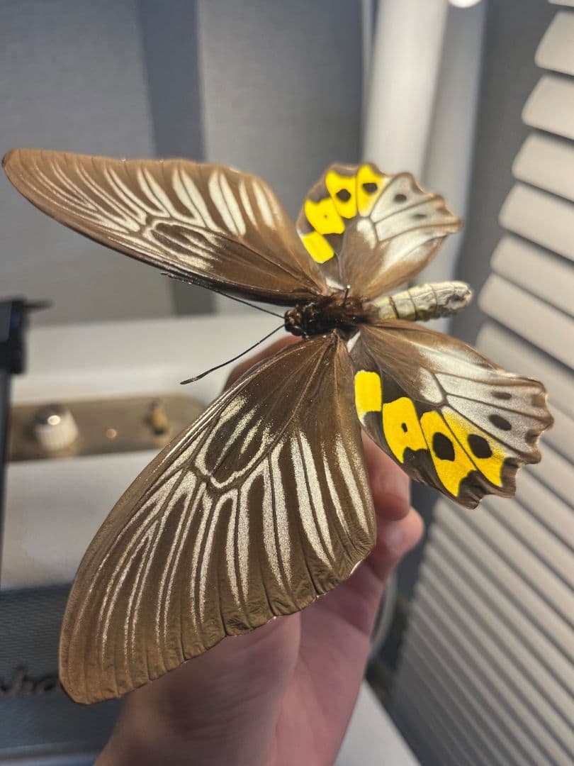 サビモンキシタアゲハ 蝶 外国産蝶標本 標本