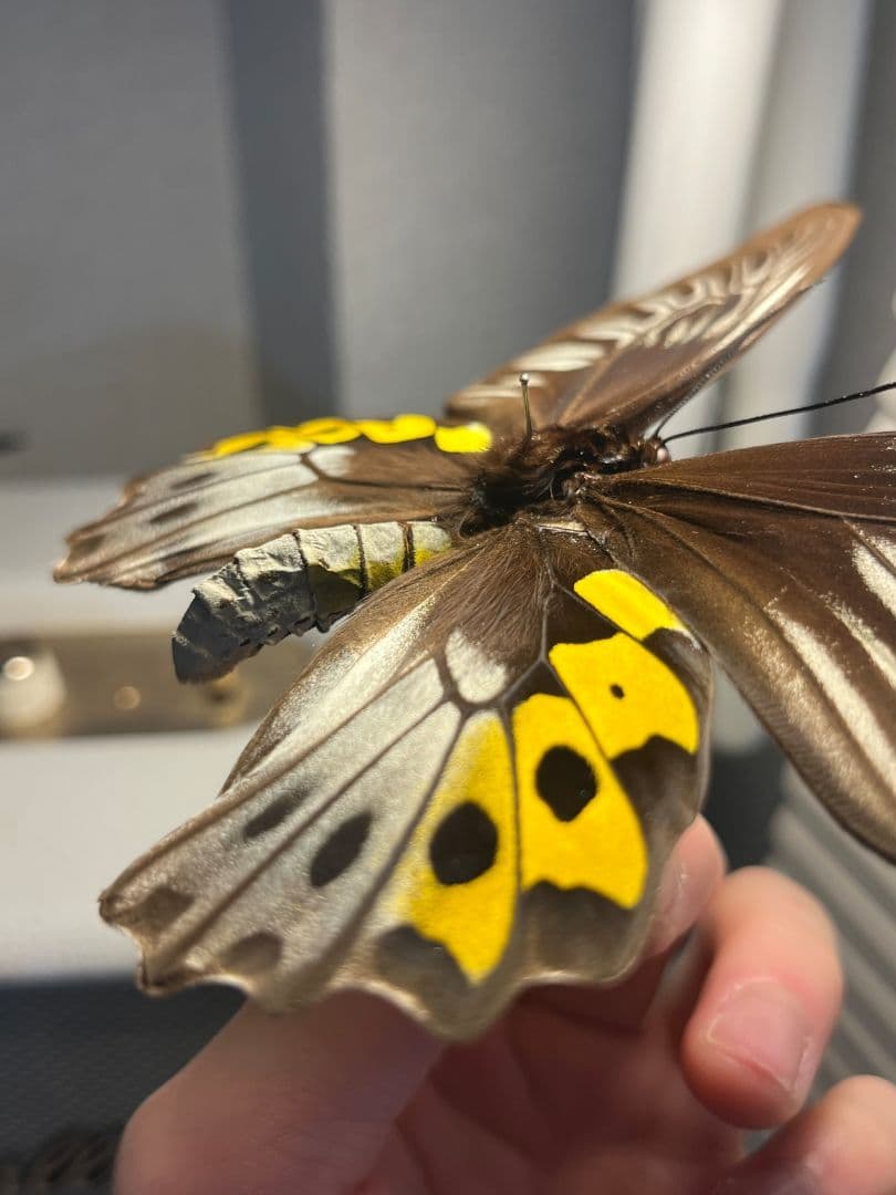 サビモンキシタアゲハ 蝶 外国産蝶標本 標本