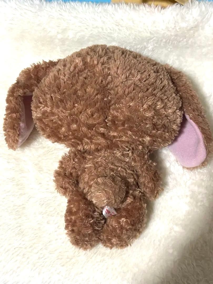 シュガーバニーズ　くろうさ