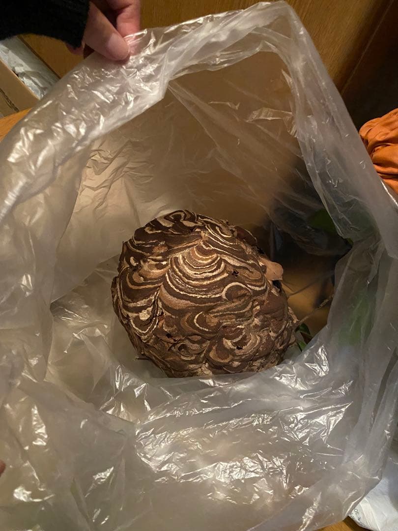 蜂の巣　消毒済み