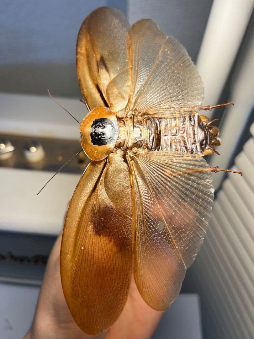 【蜚開翅】ブラベルスギガンテウス ゴキブリの標本 レッドローチデュビア