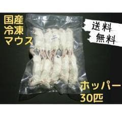 ★SOPE.‪☁️プロフ必読☁️★国産冷凍マウスセット品