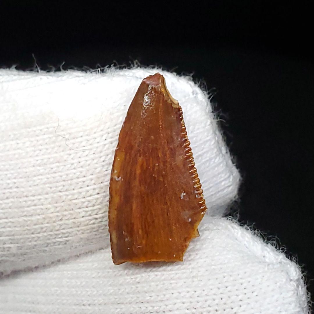 美品 ラプトル 化石 歯 恐竜 本物 ケース付き 14.05mm fra22