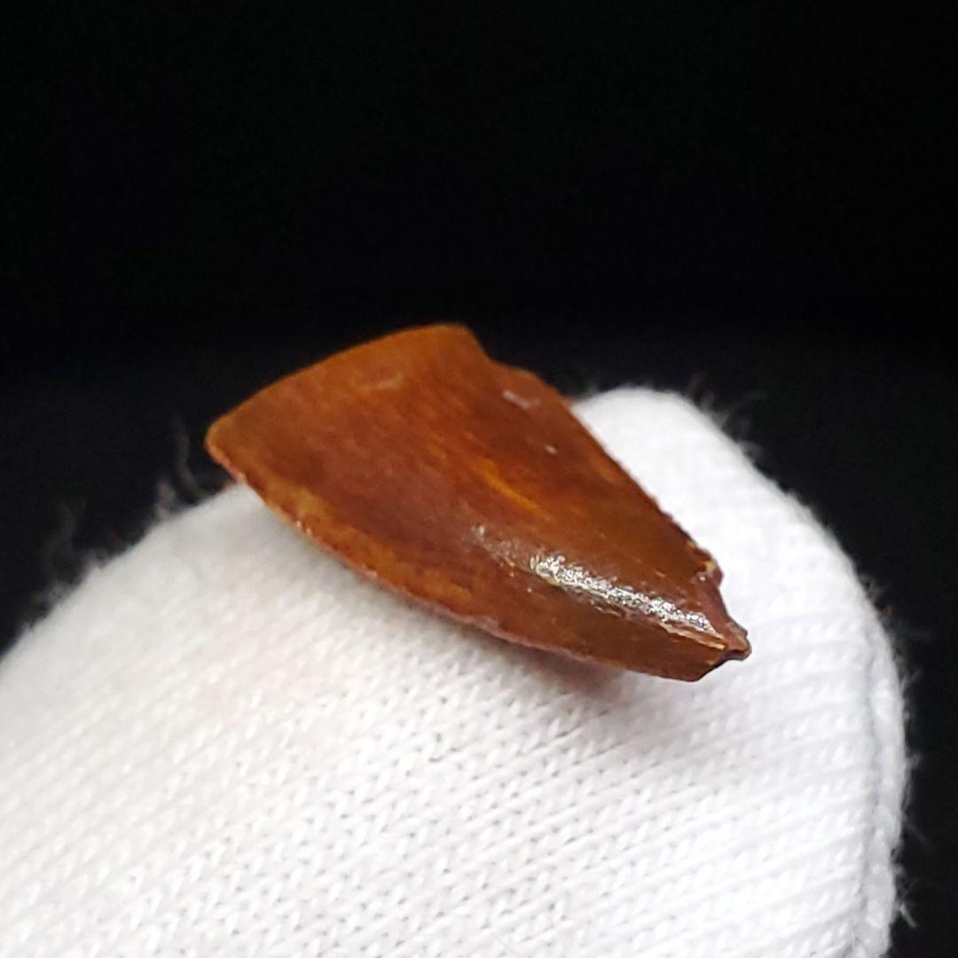 美品 ラプトル 化石 歯 恐竜 本物 ケース付き 14.05mm fra22