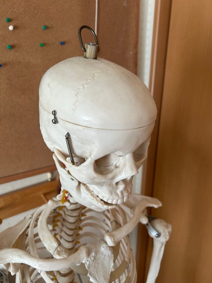 170cm 人体模型 可動式関節付き