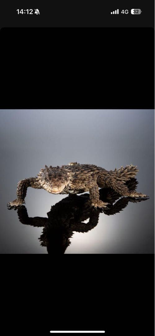 最安値　いきもの大図鑑アルティメット オオヨロイトカゲ 新品未開封 ❷