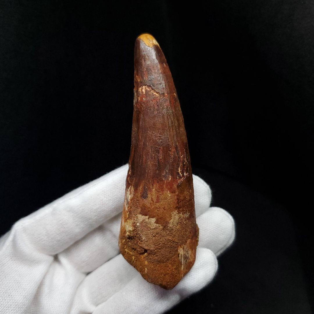 美品 スピノサウルス 本物 モロッコ産 87.94mm  sp431