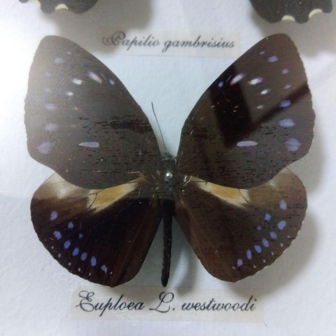 オオルリアゲハ他熱帯性蝶類合計9種類