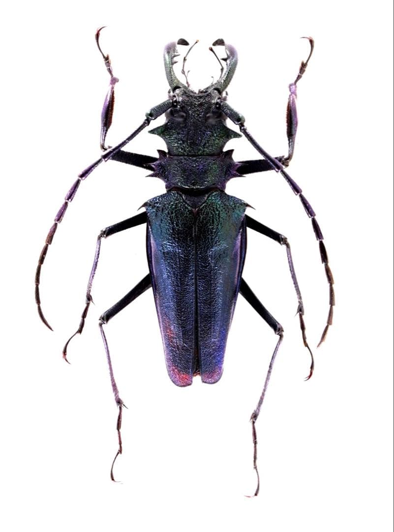 コエポンページ　ツヤケシオニノコギリカミキリ　標本！大型！1