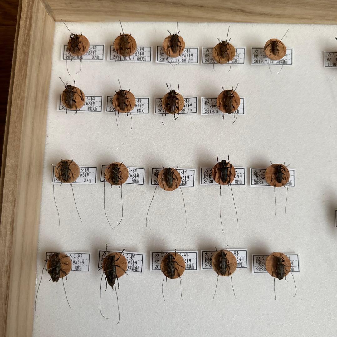 カミキリムシ標本❌3