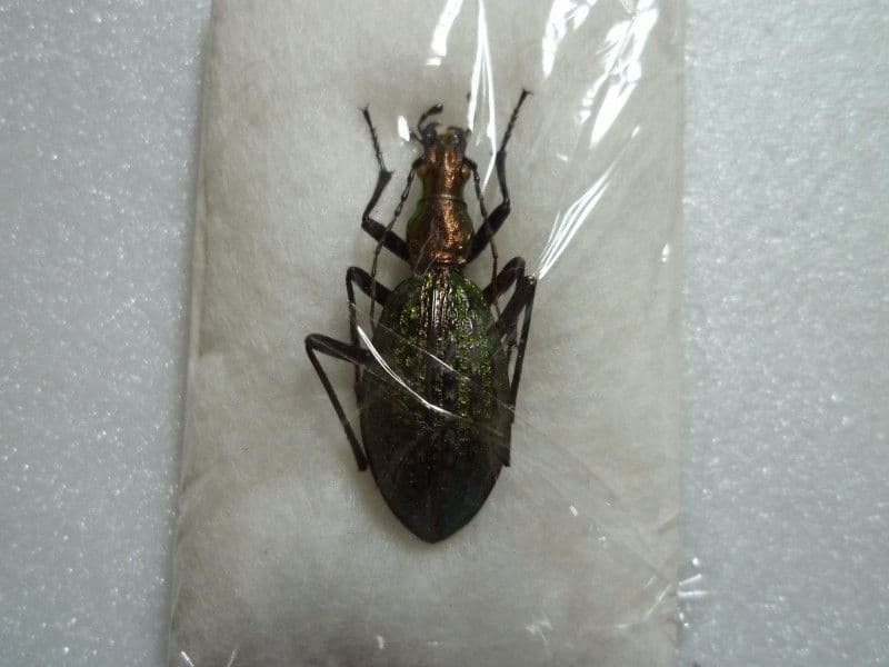 【外国産オサムシ標本】ホソクビナガオサムシ/韓国.智異山産/33mm