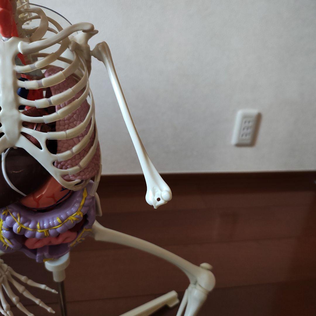 ホネッキーおしゃべりガイコツ全70巻