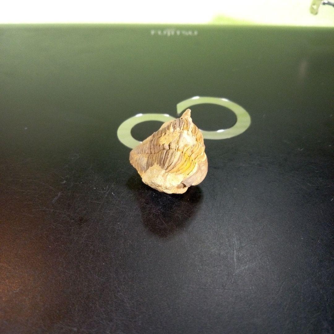 三葉虫　化石　fossil　海　ボリビア産　trilobite　海生動物判別⑤